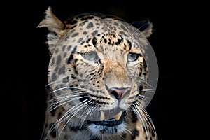 North chinese leopard close up