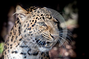 North chinese leopard close up