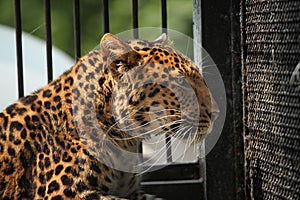 North-Chinese leopard (Panthera pardus japonensis).