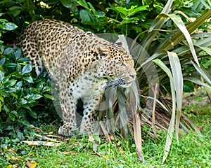 North Chinese Leopard Stalking through Bush