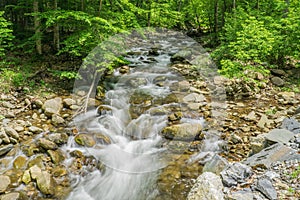 North Creek - Wild Mountain Trout Stream - 5