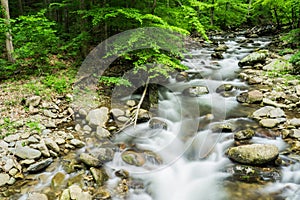 North Creek - Wild Mountain Trout Stream - 2