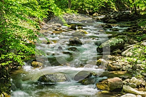 North Creek - Wild Mountain Trout Stream - 4