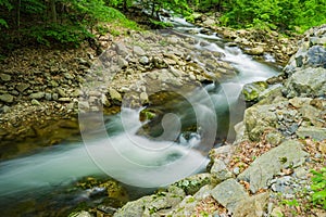 North Creek - Wild Mountain Trout Stream