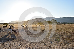 North Cyprus farmers landscape