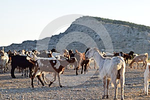 North Cyprus farmers landscape