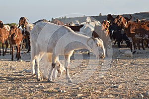 North Cyprus farmers landscape