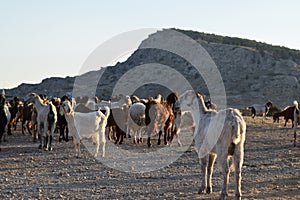 North Cyprus farmers landscape