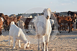 North Cyprus farmers landscape