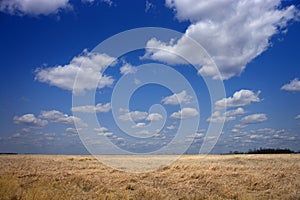 North Dakota Prairie Grass Land