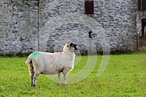 North of England Mule Sheep