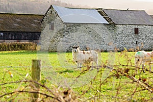 North of England Mule Sheep photo