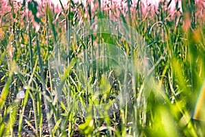 Oat crop on an agricultural field