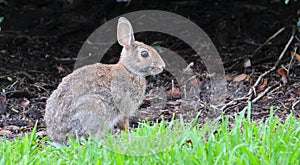 North Georgia Eastern Cottontail Rabbit Sylvilagus obscurus