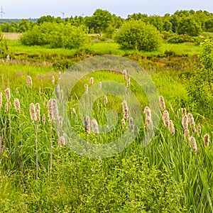 North German meadow forest grass moss nature landscape panorama Germany