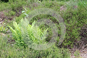 North German meadow forest grass moss nature landscape panorama Germany