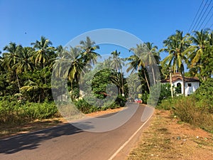 North Goa, India - December 4, 2018 View of the tall green palm trees and the road against the blue sky