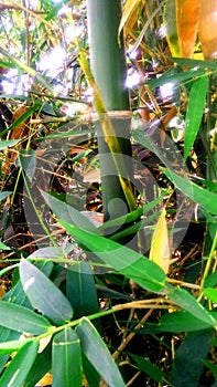 North Indian bamboo grass leave