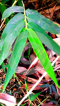 North Indian bamboo leave