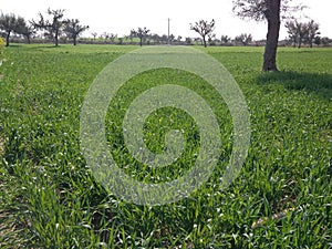 North Indian grassland in winter