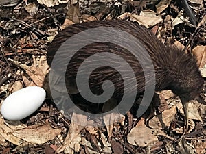 North Island brown kiwi