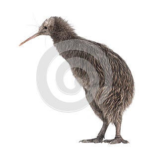 North Island Brown Kiwi, Apteryx mantelli