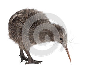 North Island Brown Kiwi, Apteryx mantelli