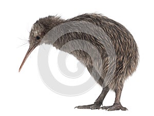 North Island Brown Kiwi, Apteryx mantelli