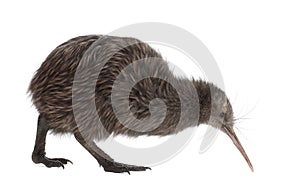 North Island Brown Kiwi, Apteryx mantelli