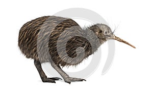 North Island Brown Kiwi, Apteryx mantelli