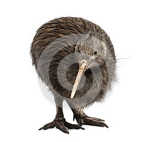 North Island Brown Kiwi, Apteryx mantelli