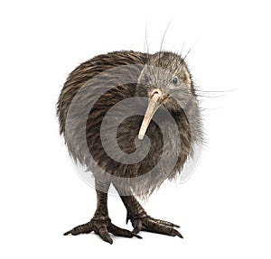 North Island Brown Kiwi, Apteryx mantelli