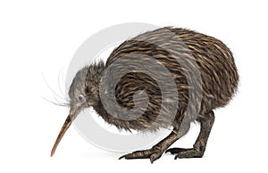 North Island Brown Kiwi, Apteryx mantelli