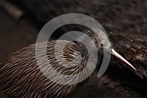 North Island brown kiwi, Apteryx mantelli