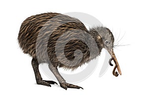 North Island Brown Kiwi eating an Earthworm Apteryx mantelli photo