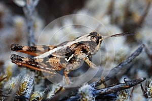 north Island grasshopper