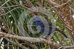 North Island kÅkako, Tiritiri Matangi Island nature reserve, New Zealand