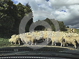 North Island, New Zealand, country road, sheep herding