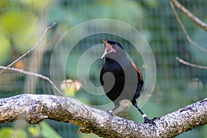 North Island saddleback or tieke perched on a branch