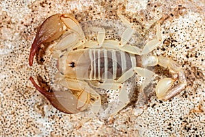 North-italian european scorpion (Euscorpius sp.) on a rock, macro