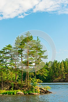 North Karelia lake, Russian wild nature. Forest growing