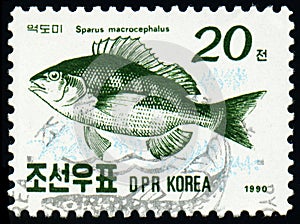 Fish Black Sea Bream Sparus macrocephalus,