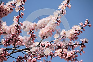 North Korea - spring - blossom
