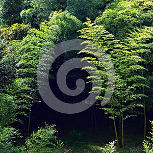 North Korean scenery. Bamboo grove