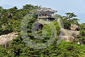 North Korean scenery. Red korean pine forest