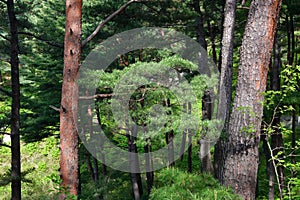 North Korean scenery. Red korean pine forest