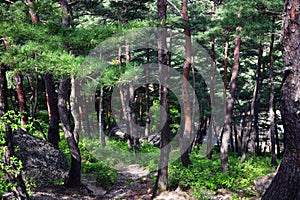 North Korean scenery. Red korean pine forest