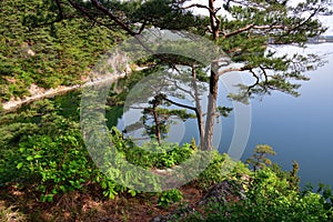 North Korean scenery. Red korean pine tree. Lake Samilpo