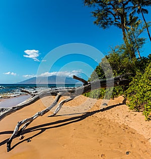 Norden a auf der Zwerg jung Strand 