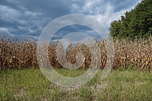 North Mississippi Corn Field At Harvest Time.